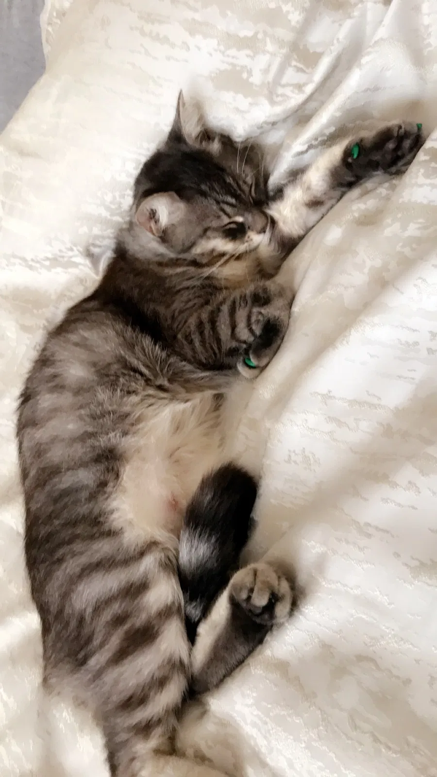 Lost cat in San Diego, CA, 92122