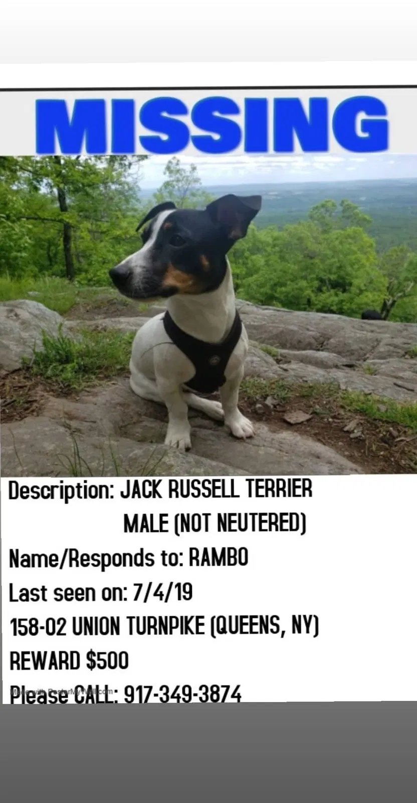 Lost dog in Jamaica, NY, 11432