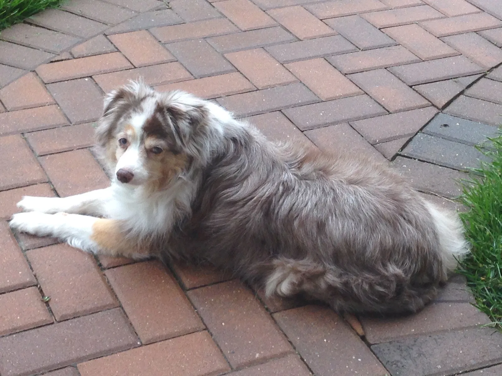 Lost dog in Groesbeck, TX, 76642