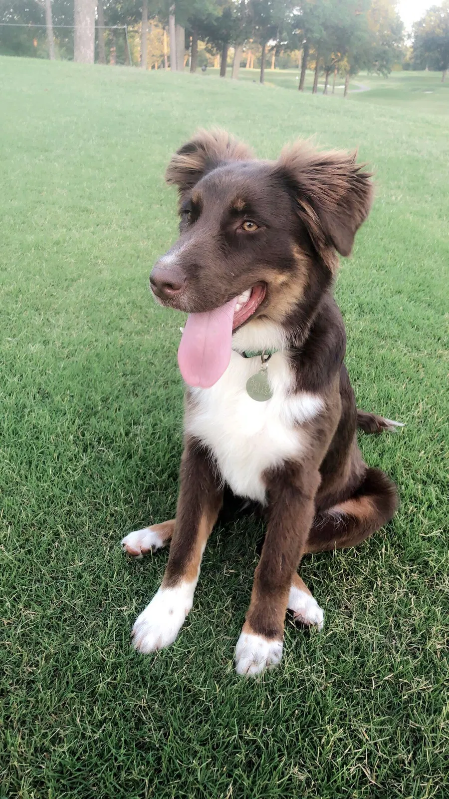 Lost dog in Charleston, SC, 29407