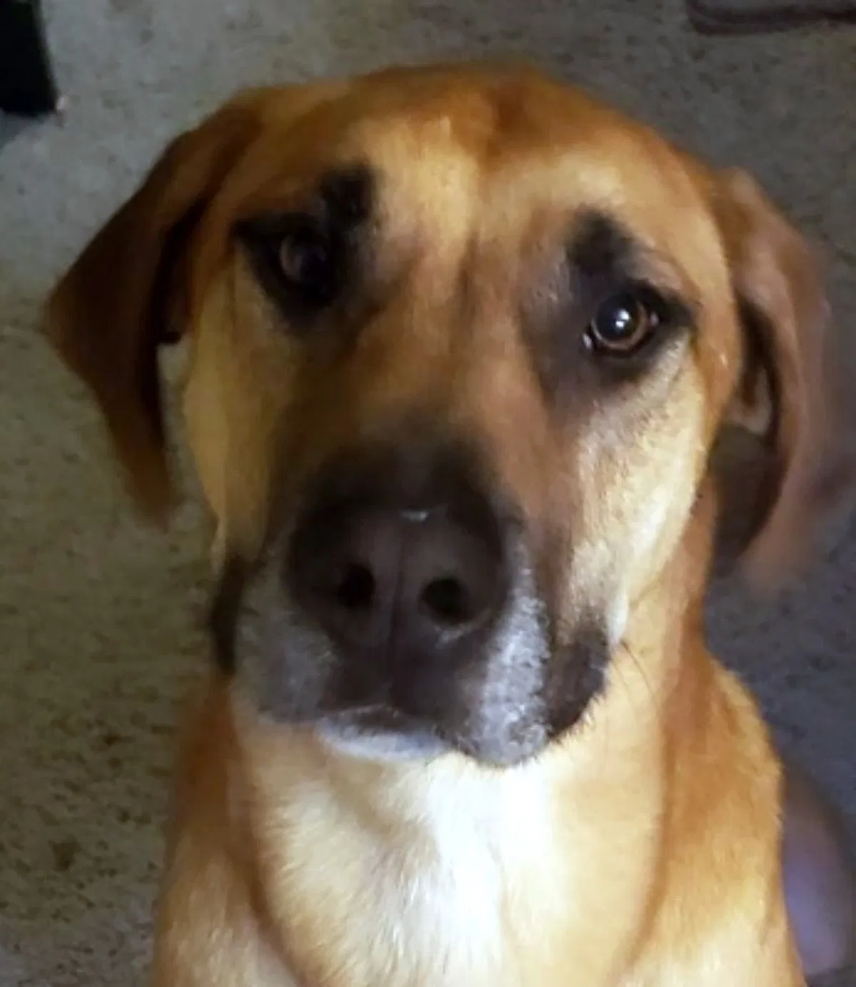 Lost dog in Moody, TX, 76557