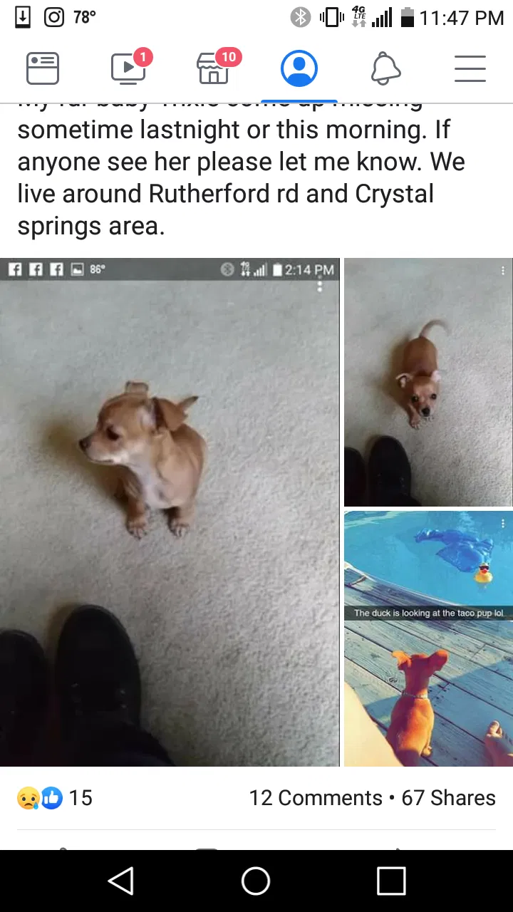 Lost dog in Lexington, SC, 29073