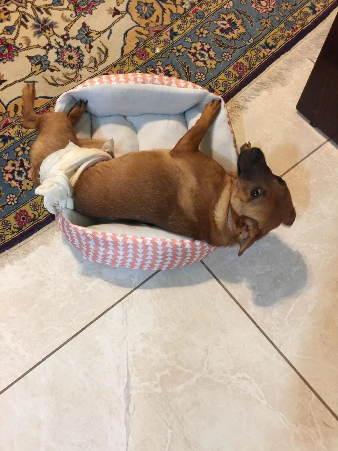 Lost dog in Edinburg, TX, 78541