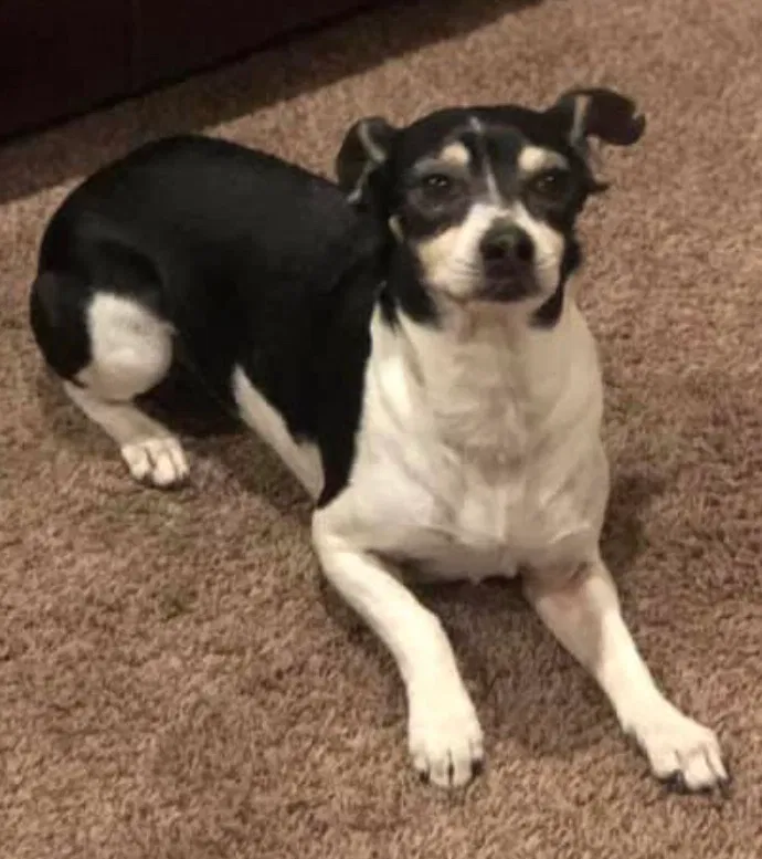 Lost dog in Gilroy, CA, 95020