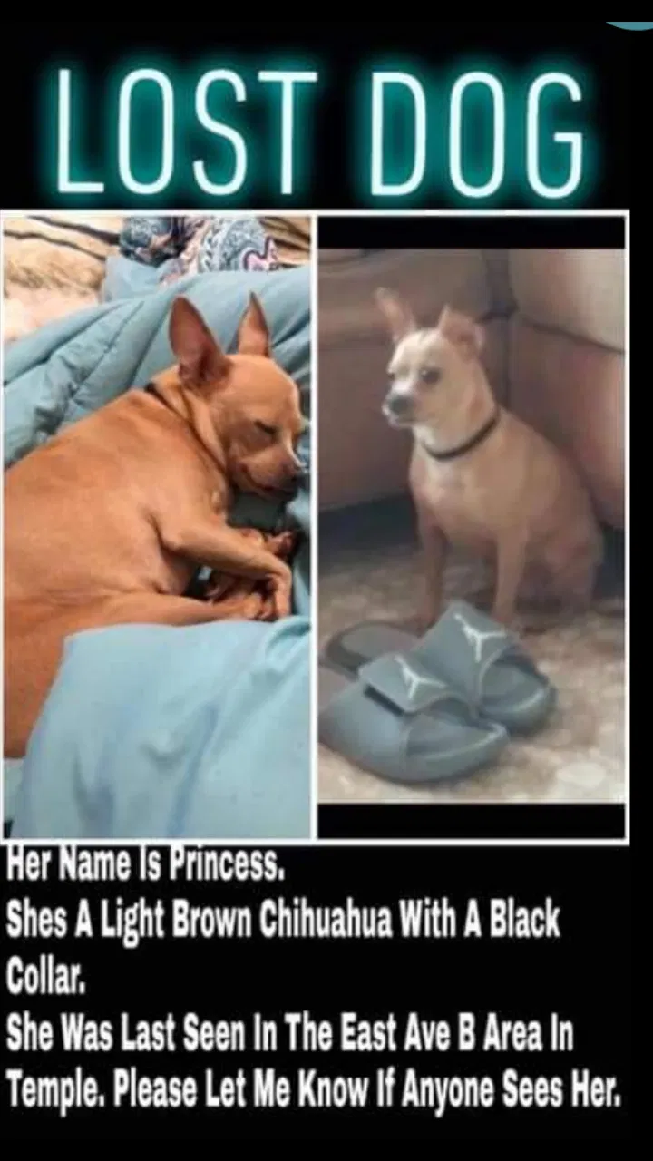 Lost dog in Temple, TX, 76504