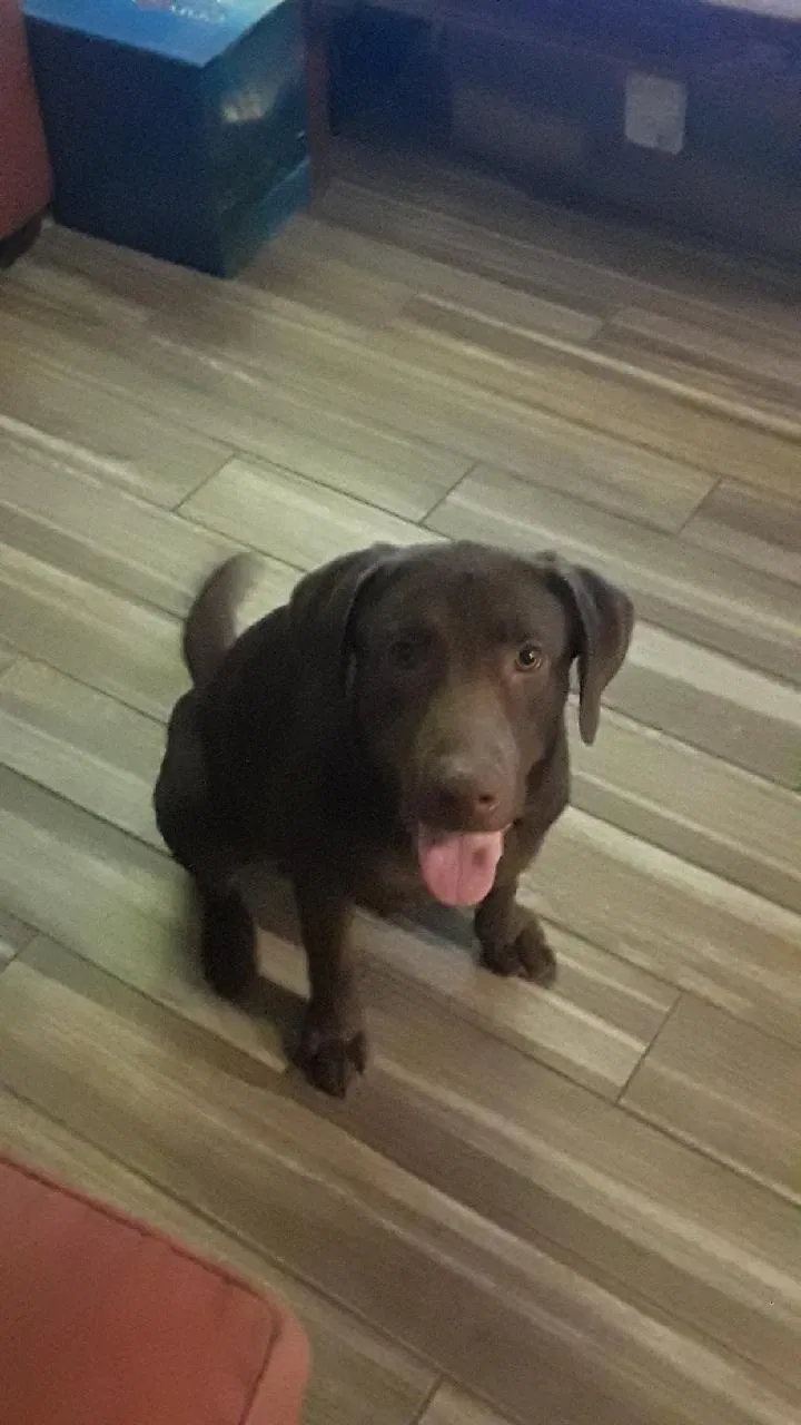 Lost dog in Galveston, TX, 77550