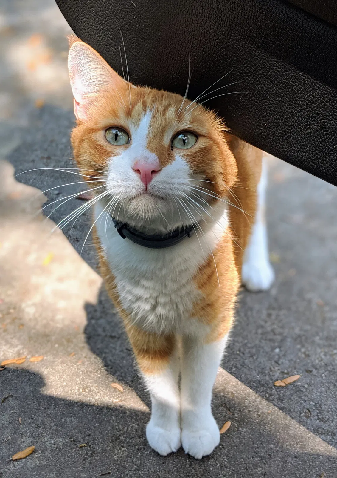 Lost cat in Orlando, FL, 32835