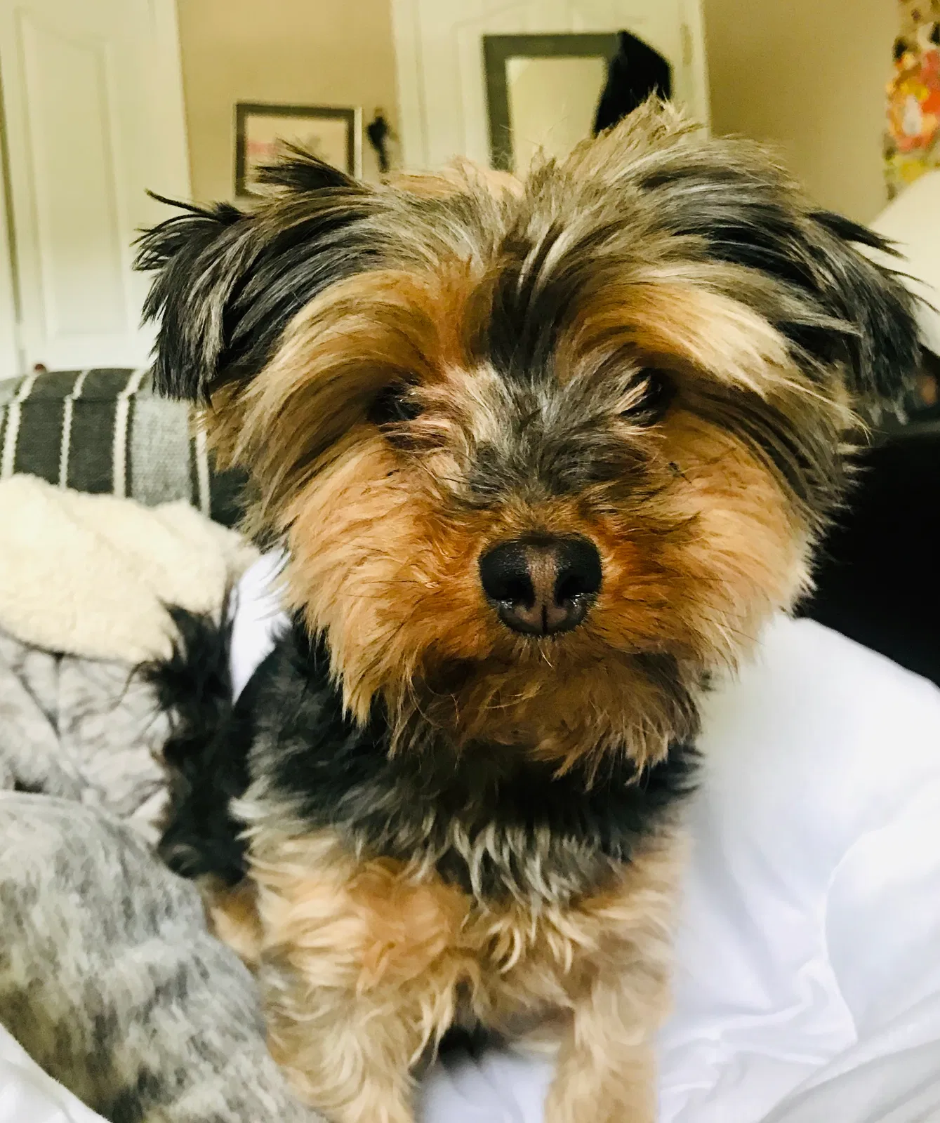 Lost dog in Fremont, CA, 94536