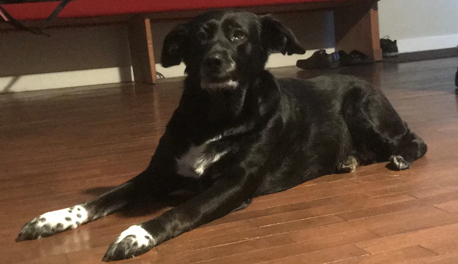 Lost dog in Unknown, IN, 47985