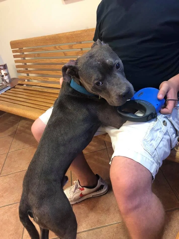 Found dog in Cincinnati, OH, 45251