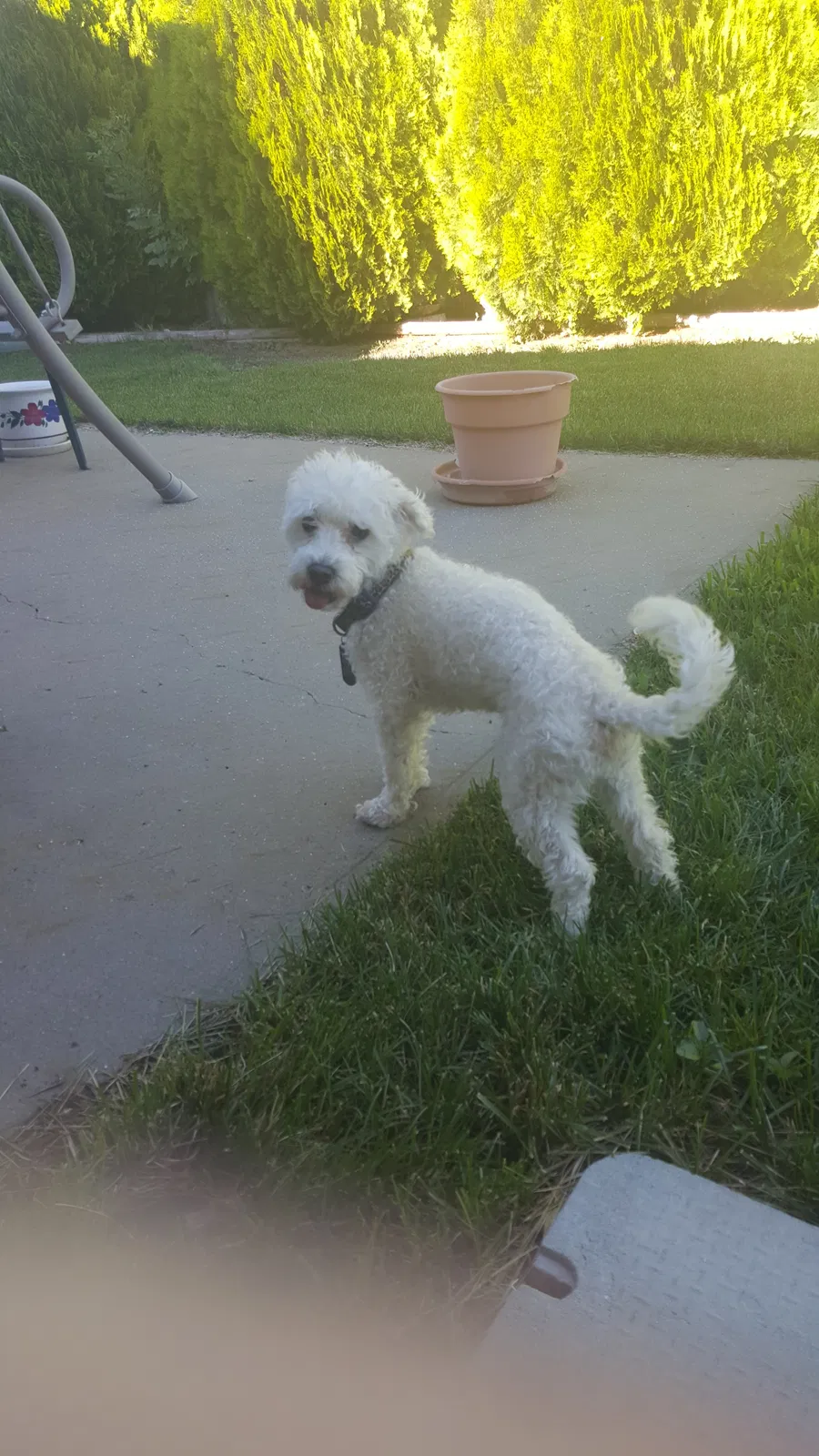 Lost dog in Pueblo, CO, 81005
