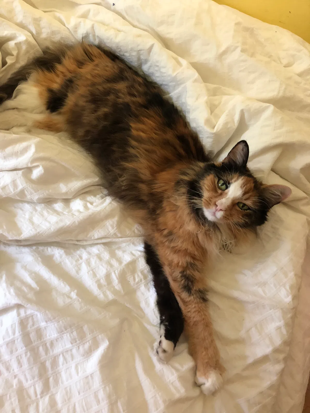Lost cat in Upland, CA, 91786