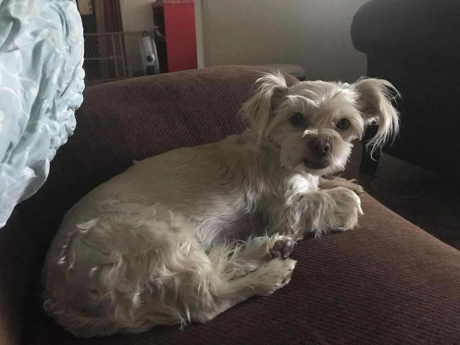 Lost dog in Bakersfield, CA, 93305