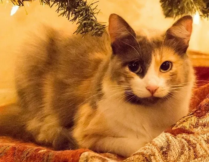 Lost cat in Escondido, CA, 92025