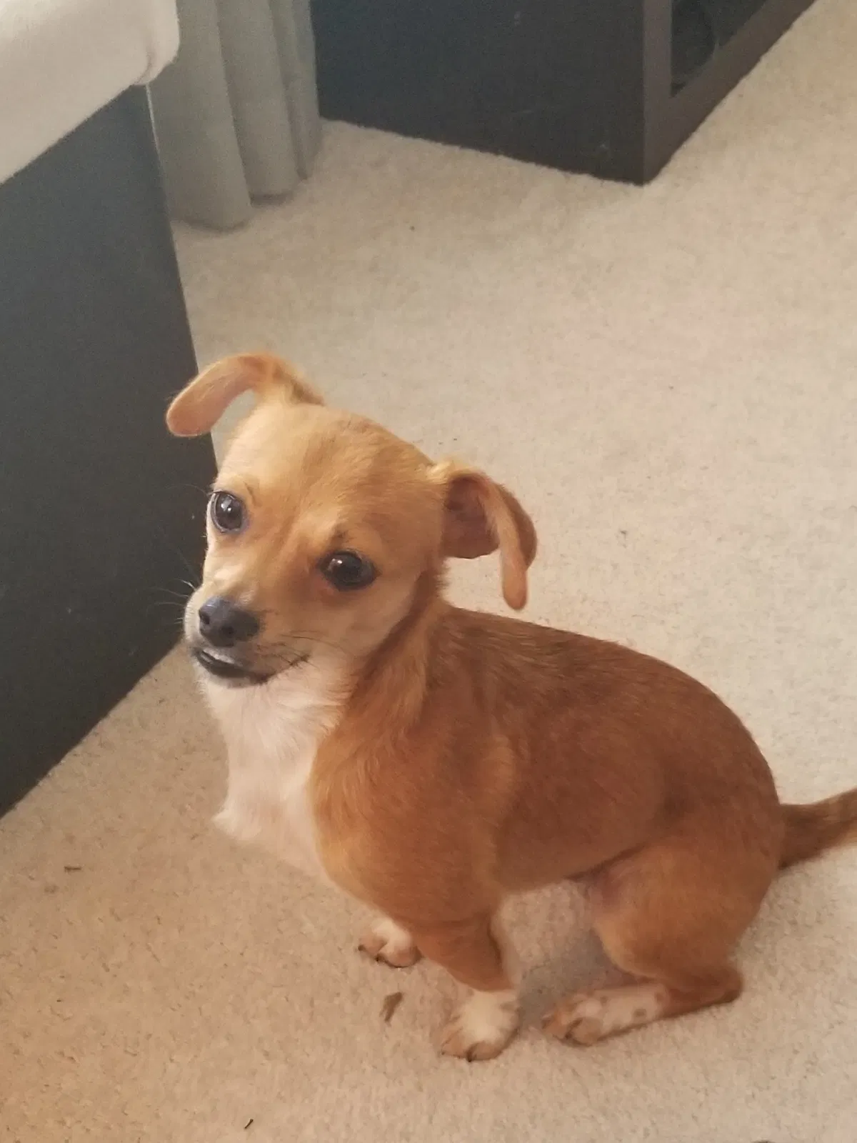 Lost dog in Tucker, GA, 30084