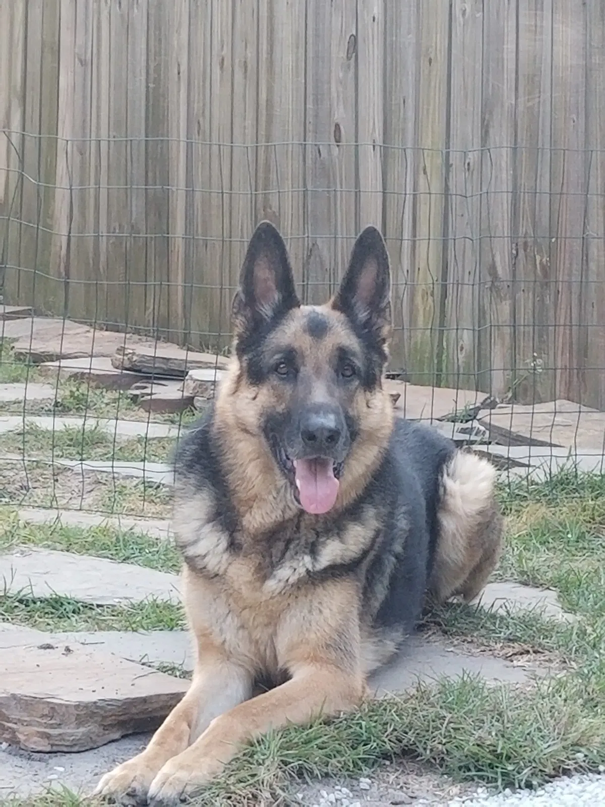 Lost dog in Summerville, SC, 29485
