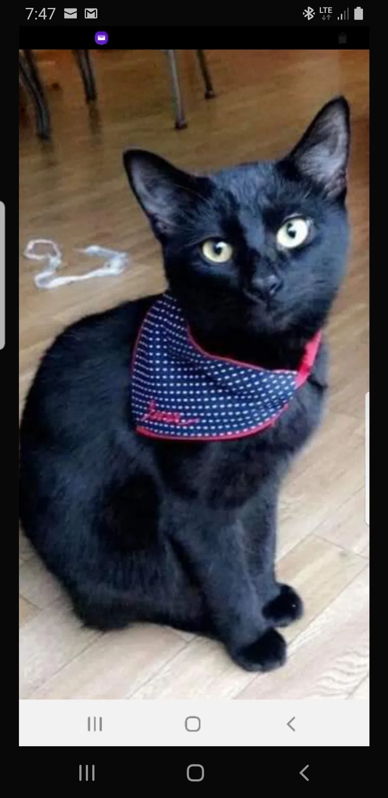 Lost cat in Sevierville, TN, 37862