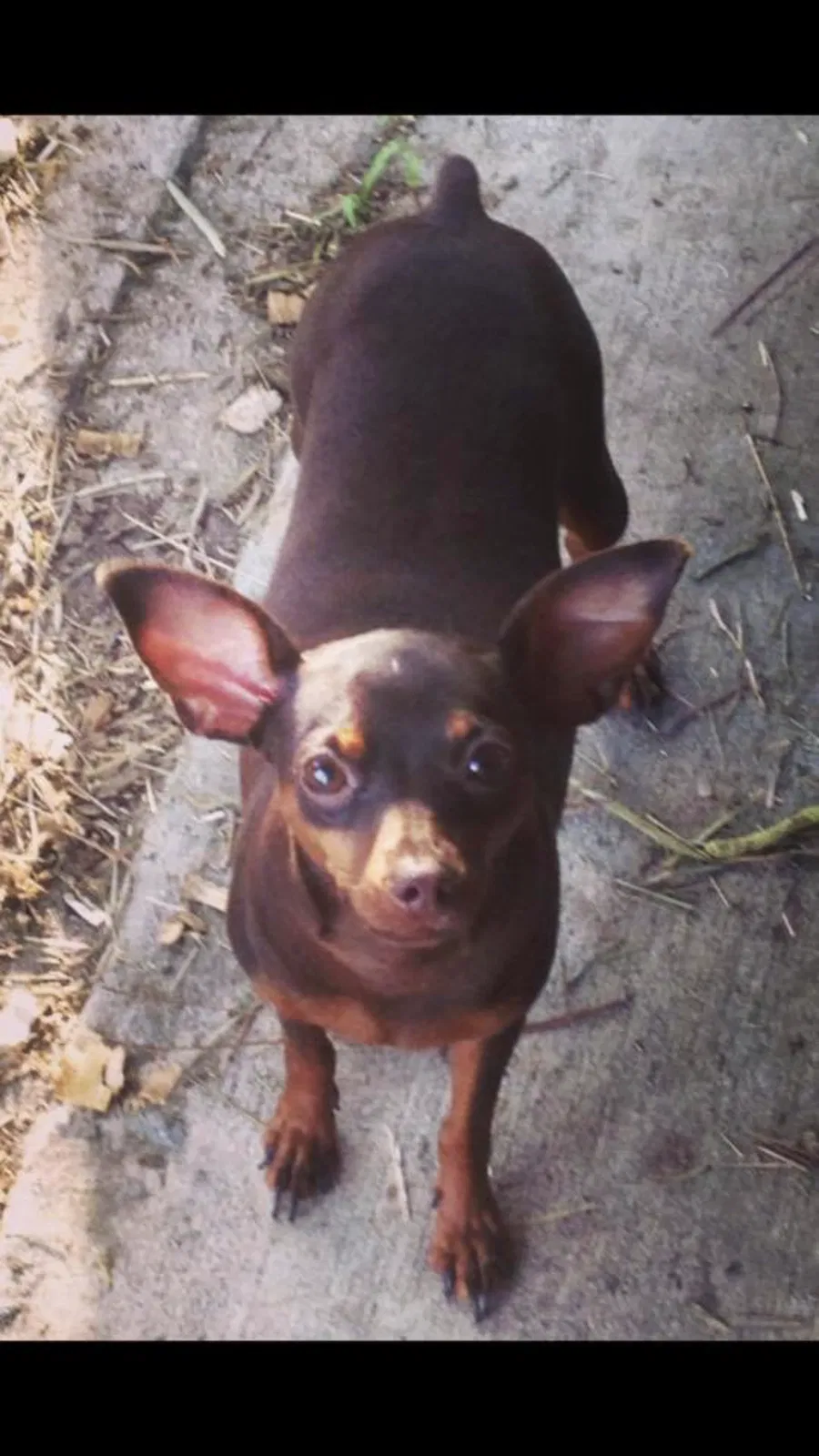 Lost dog in Cape Coral, FL, 33993