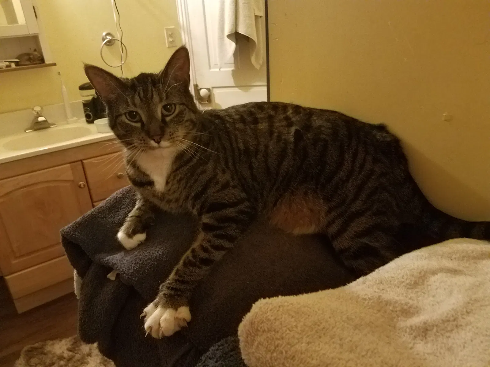 Lost cat in Glen Rock, PA, 17327