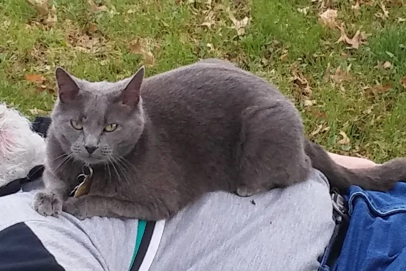 Lost cat in Lincoln, NE, 68505