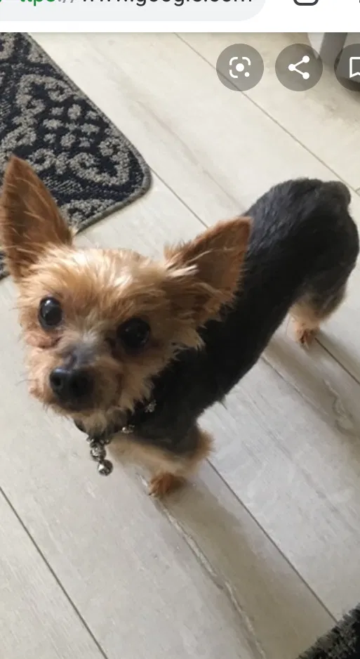 Lost dog in Lawrence Township, NJ, 8648