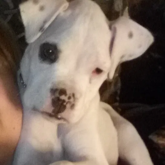 Lost dog in Judsonia, AR, 72081