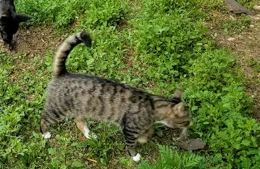 Lost cat in Glen Rock, PA, 17327