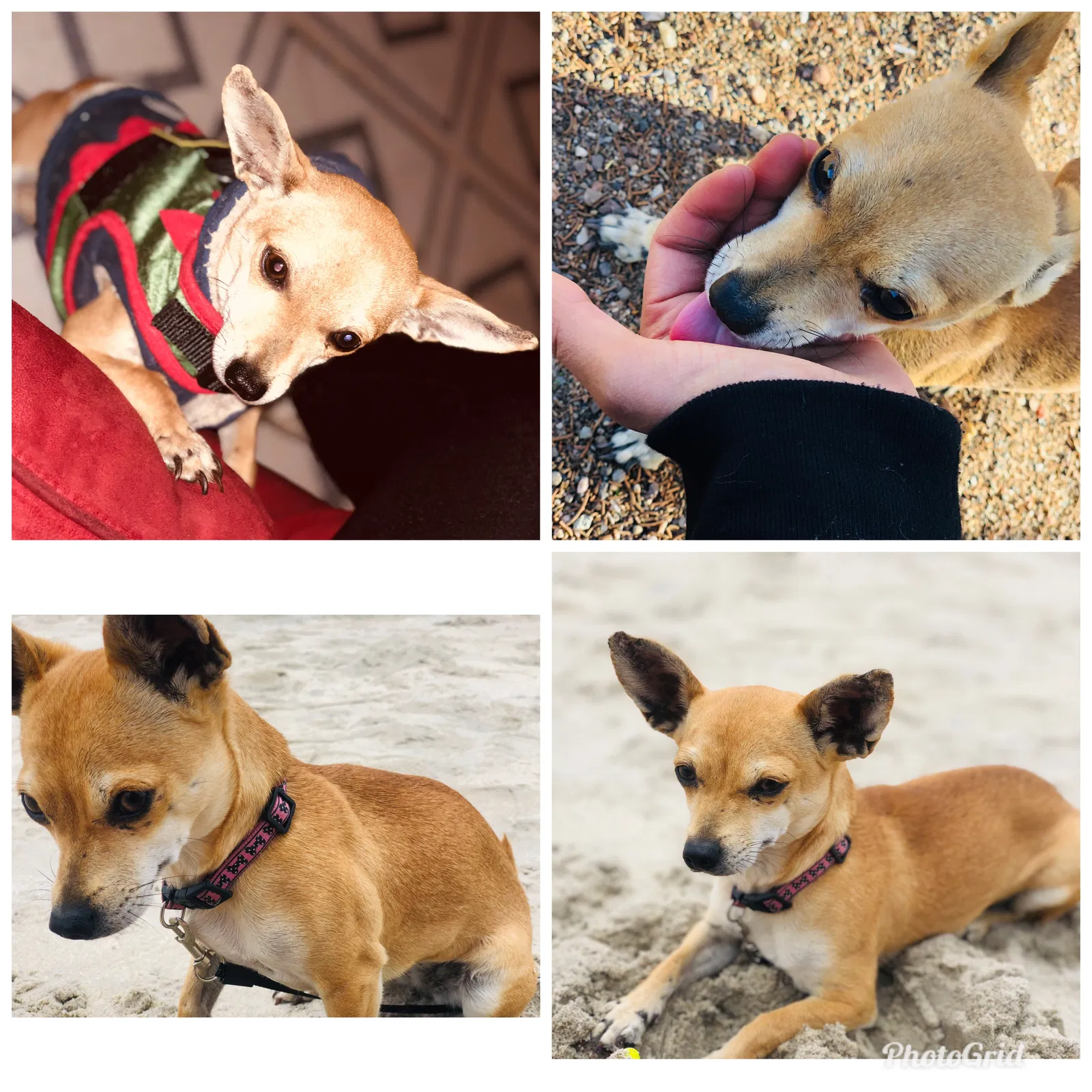Lost dog in Hesperia, CA, 92344