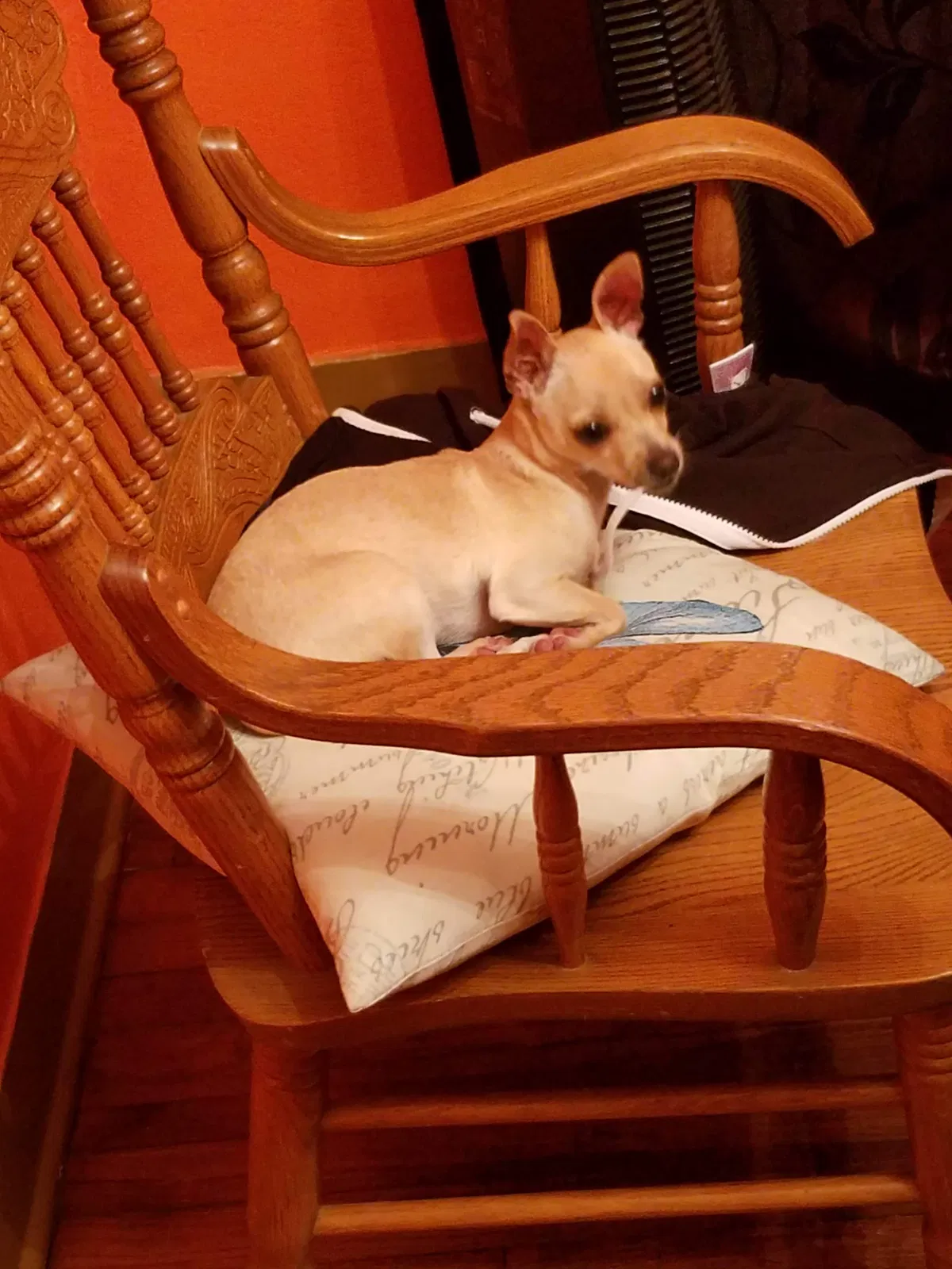 Lost dog in Abilene, TX, 79601