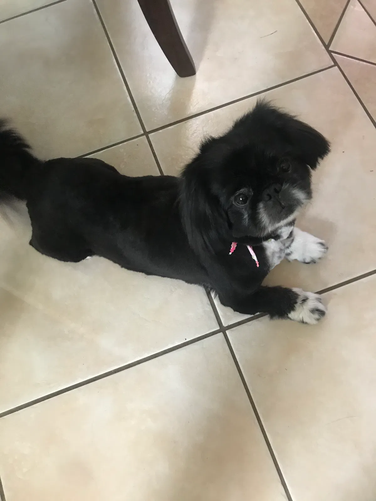 Lost dog in Killeen, TX, 76549
