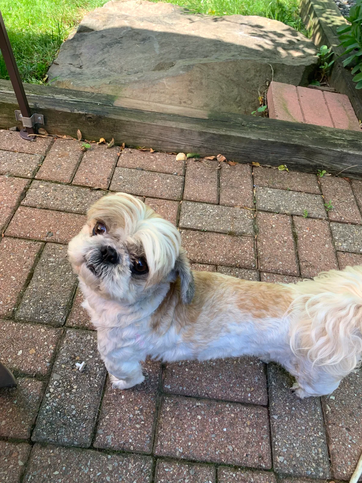 Lost dog in Sewaren, NJ, 7077