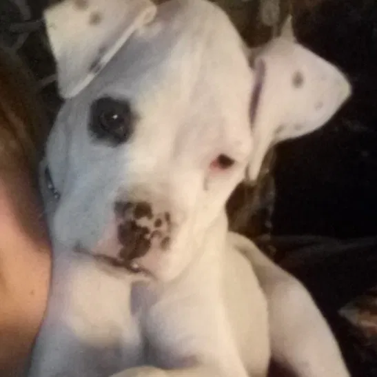 Lost dog in Judsonia, AR, 72081