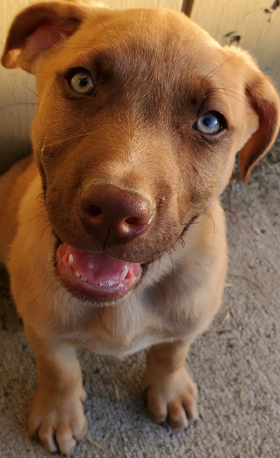 Lost dog in Delano, CA, 93215
