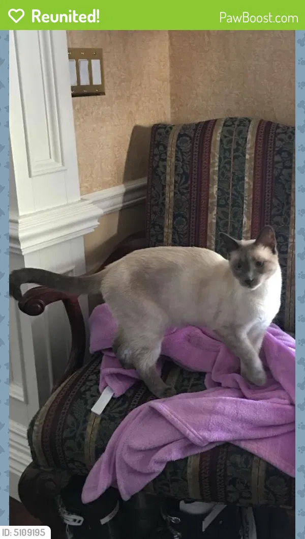 Lost cat in Miller Place, NY, 11764