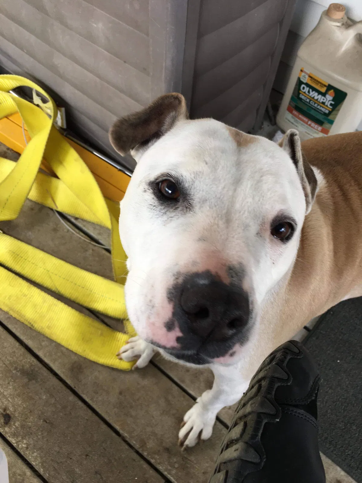 Lost dog in Palmyra, TN, 37142