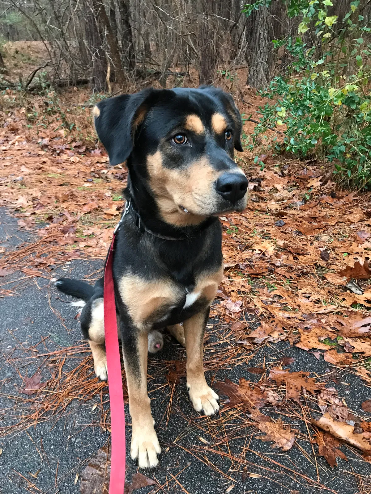 Lost dog in Boone, NC, 28607
