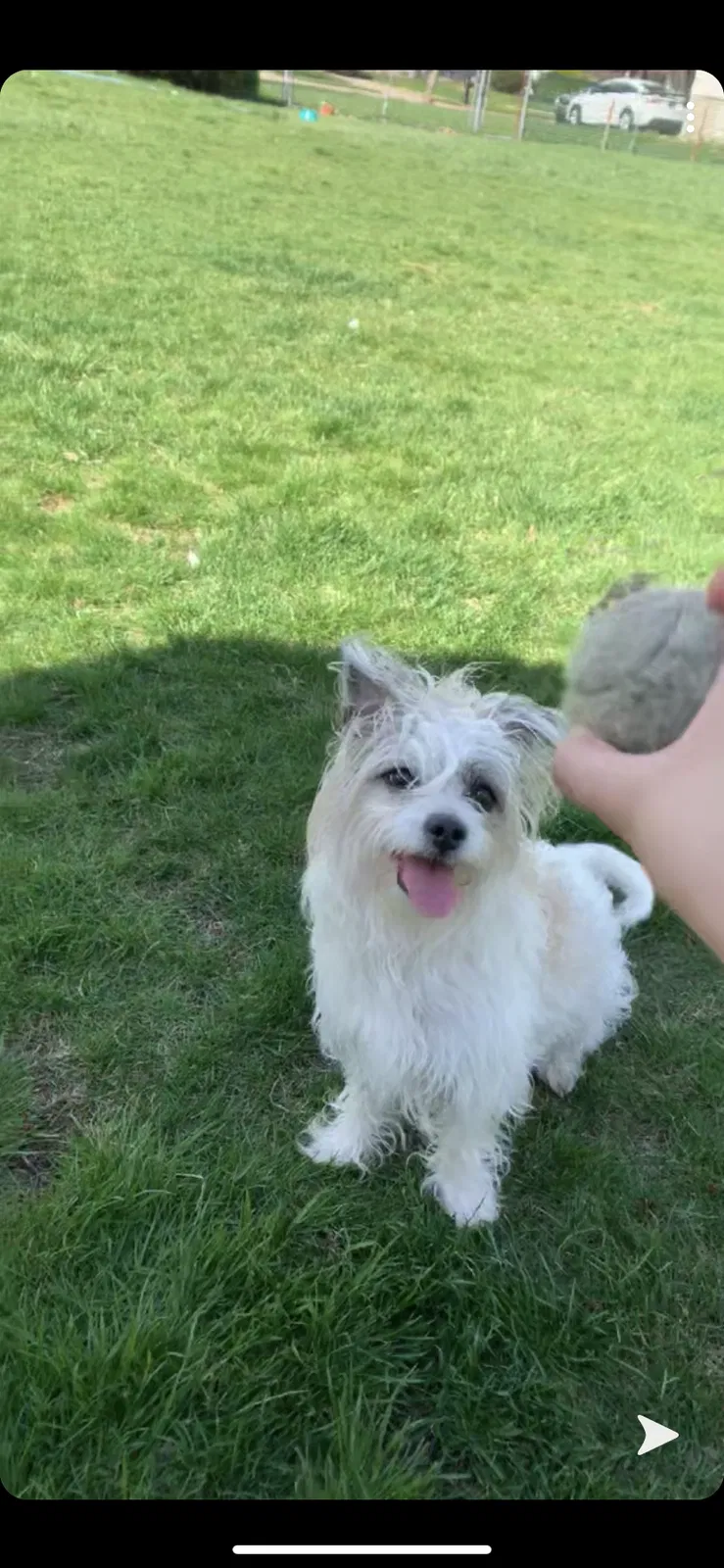 Lost dog in Elkhart, IN, 46516