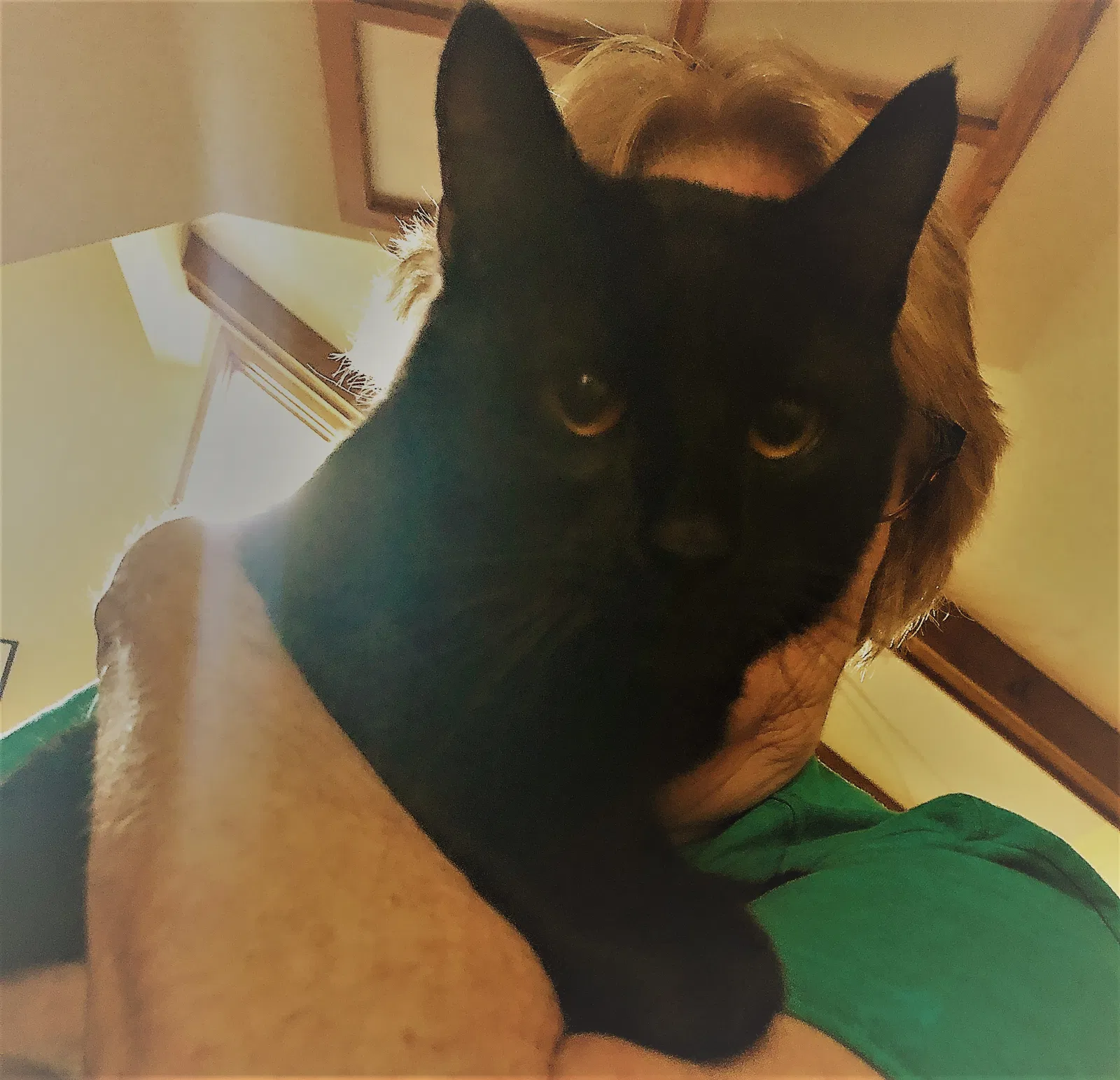 Found cat in Minneapolis, MN, 55443