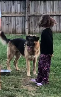 Lost dog in Killeen, TX, 76542