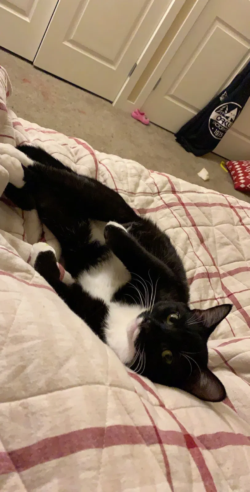 Lost cat in Lakewood, WA, 98499