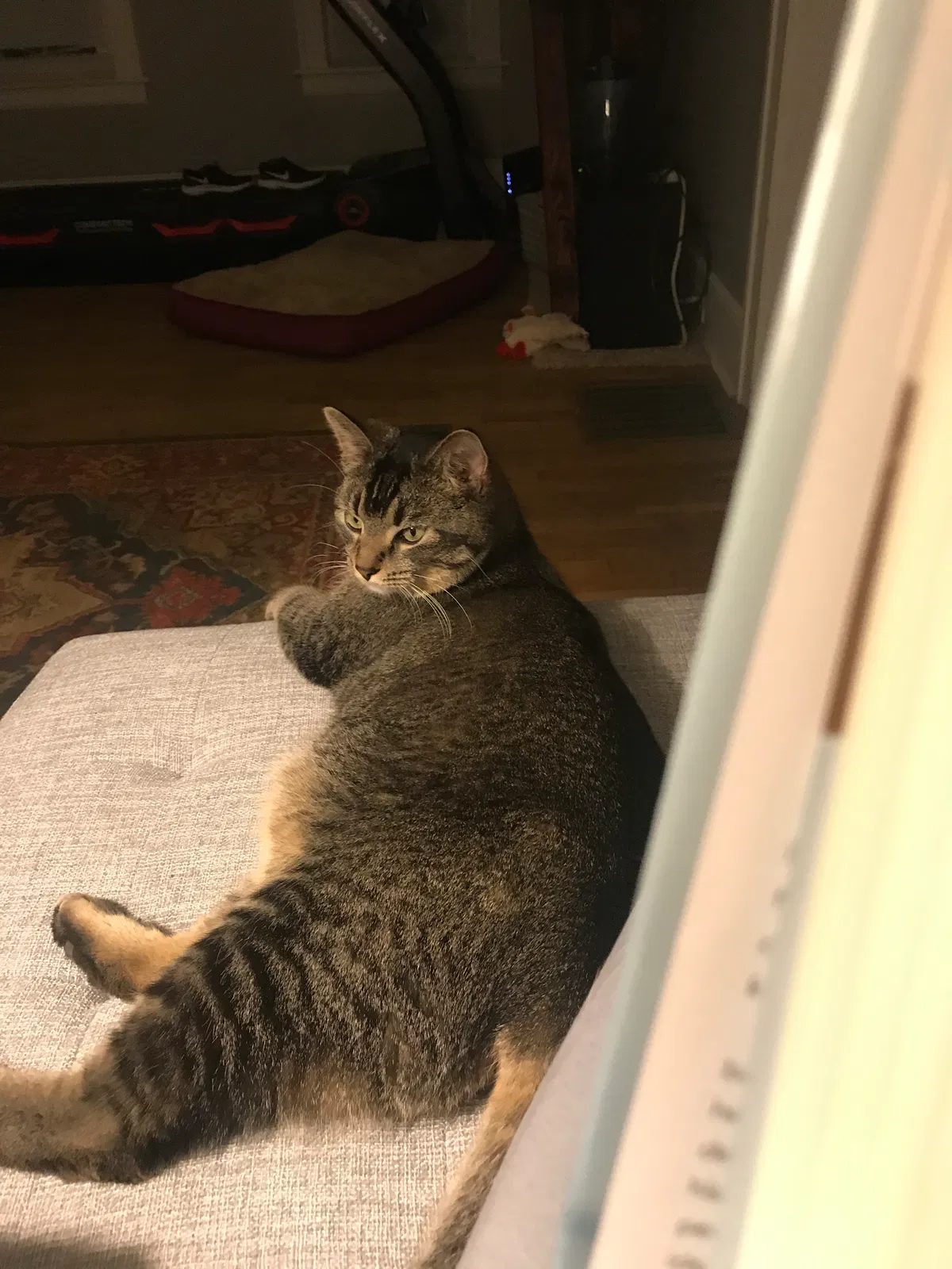 Lost cat in Grand Rapids, MI, 49505
