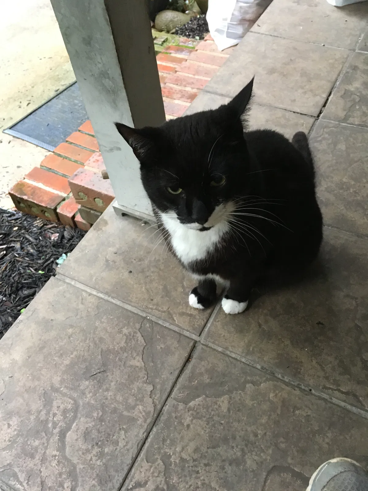 Lost cat in Jasper, GA, 30143