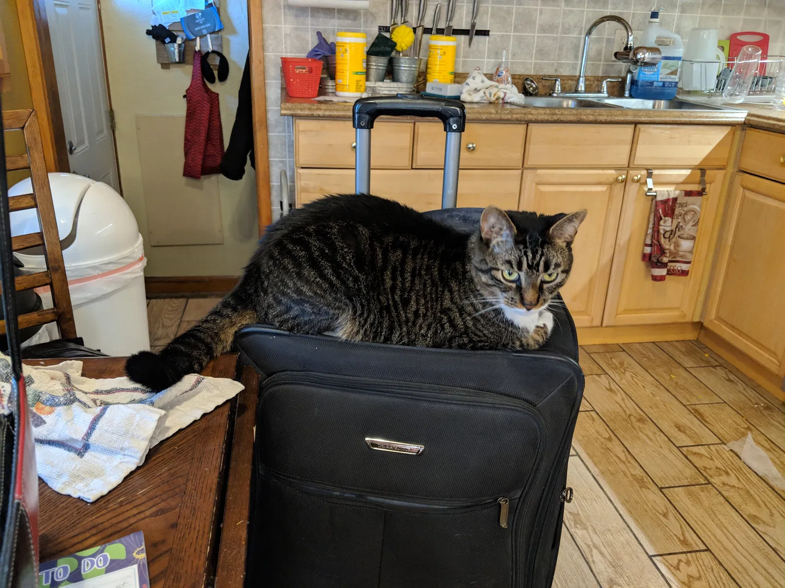 Lost cat in Cleveland, OH, 44130