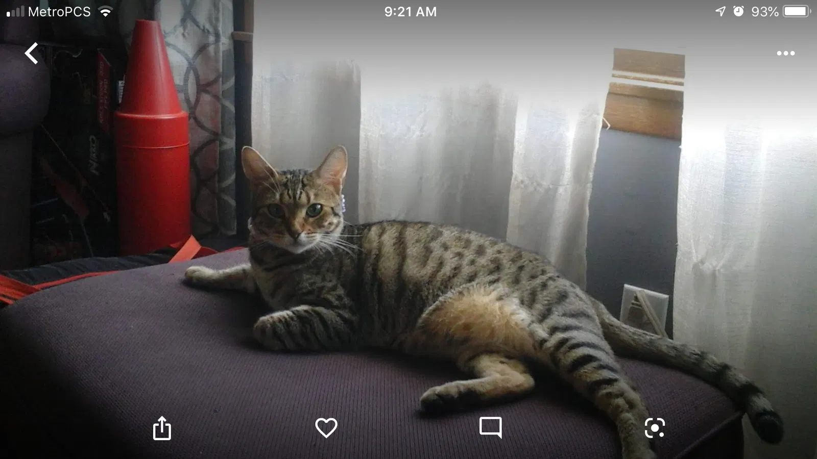 Lost cat in Clarence, NY, 14031