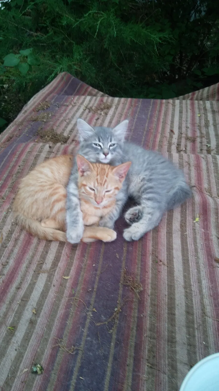 Lost cat in Fayetteville, AR, 72704