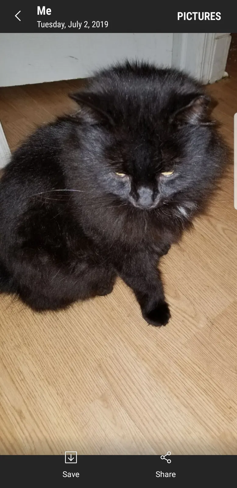 Lost cat in Philadelphia, PA, 19136