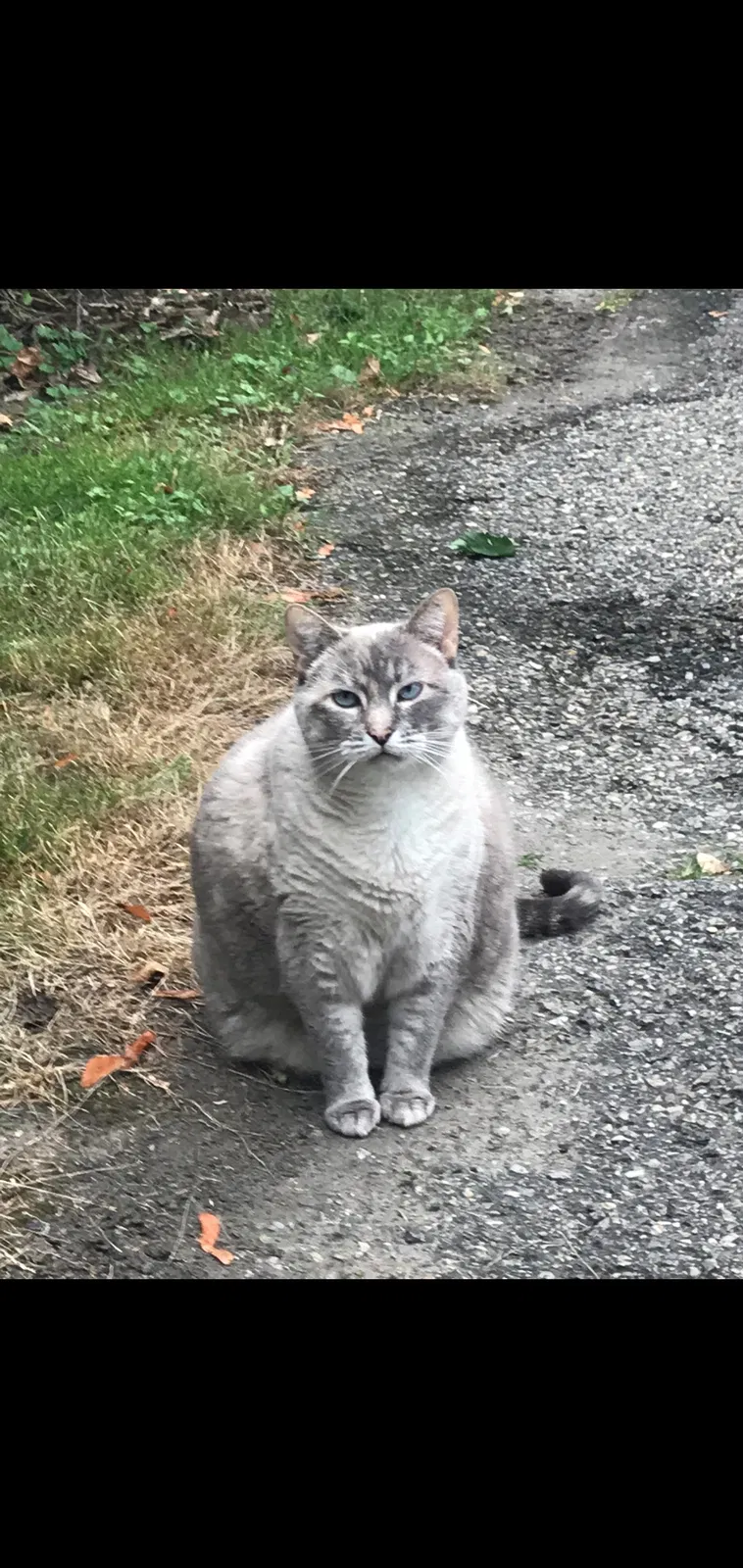 Lost cat in Lawrence Township, NJ, 8648