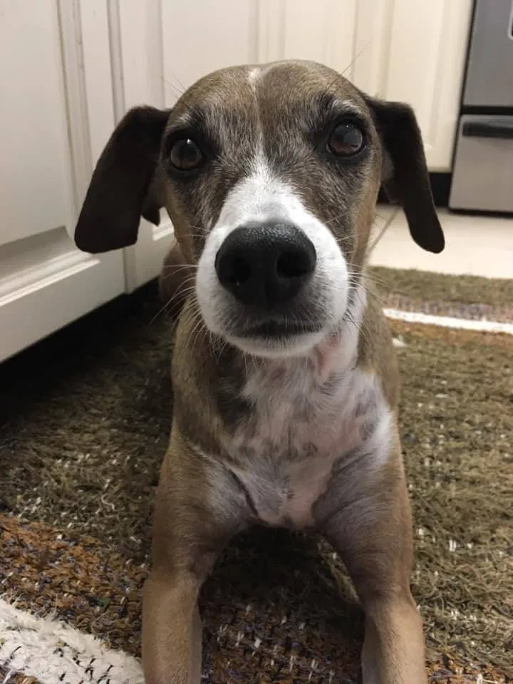 Lost dog in Myakka City, FL, 34251