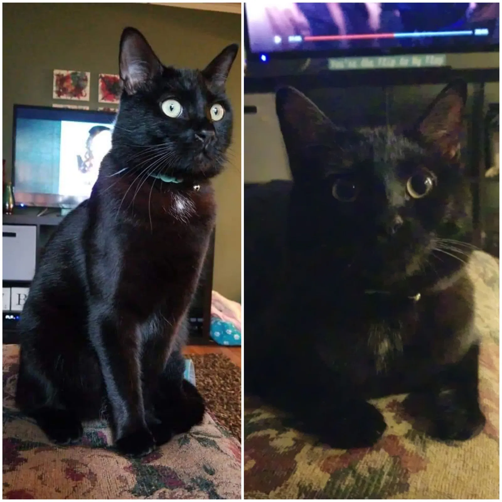 Lost cat in Forest Park, GA, 30297