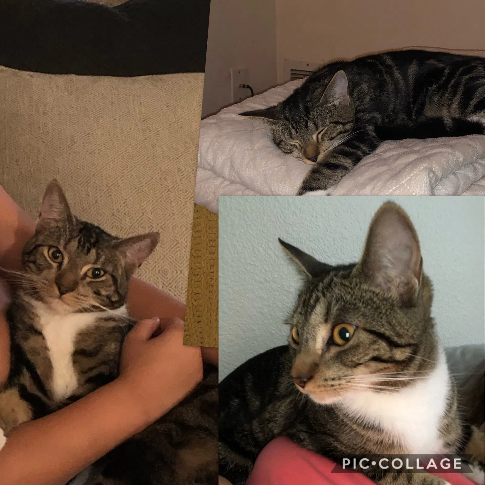 Lost cat in Rocklin, CA, 95765